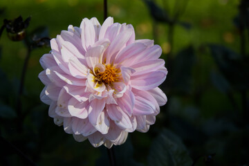 Pink Dahlia close-up in a botanical garden