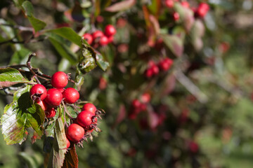 Hawthorn berries on a tree branch close-up