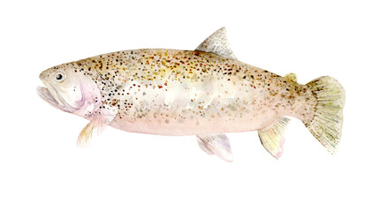 Image of Rainbow Trout on a white background. Watercolor illustration, hand drawn. Design element of packaging, label, book, menu, canned fish.