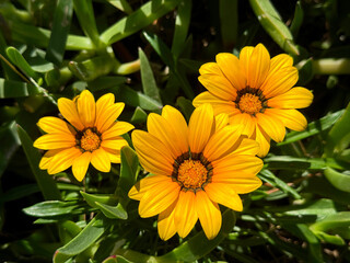 Gazania rigens yellow flowers treasure African daisies flowering plant yellow blooms. 