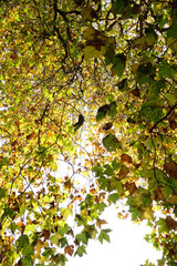 A beautiful maple tree in the autumn with the leaves turning golden yellow