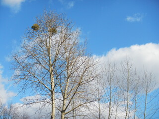 Trees without leaves with Viscum and blue sky with white clouds on sunny winter time. Topics: natural environment, vegetation, season, deciduous tree, nature