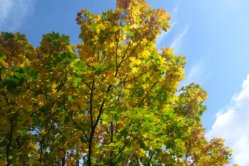 A beautiful maple tree in the autumn with the leaves turning golden yellow