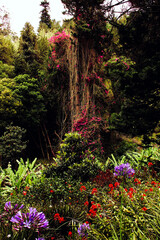 Fototapeta premium Nature’s vibrant palette: a stunning tree adorned with colorful blooms, showcasing the beauty of Saint Helena.