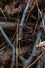 A pine cone hidden on the pile of branches