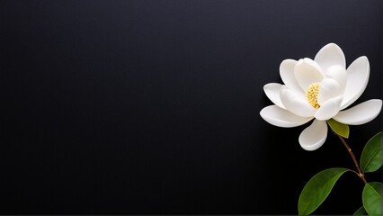 Obraz premium A white magnolia flower with a yellow center is displayed against a black background, accompanied by a green stem and leaves.