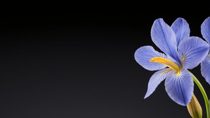 Fototapeta premium A single blue iris flower with a yellow center stands out against a black background, accompanied by a subtle gradient effect.