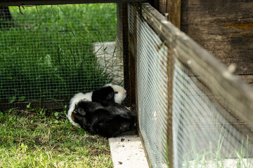 Meerschweinchen tier natur herde