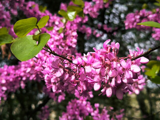 Obraz premium blooming pink judas tree in spring
