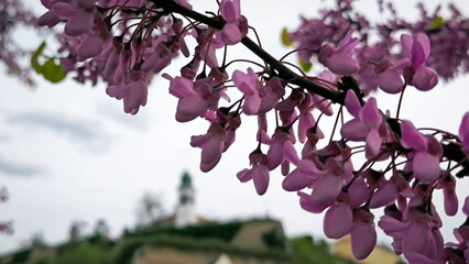 Petrovaradin fortress in spring, Novi Sad