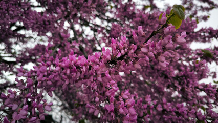 blooming pink judas tree in spring