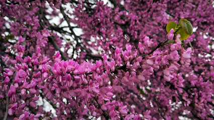 blooming pink judas tree in spring