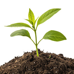 Growing-young-plant-in-soil-transparent-background