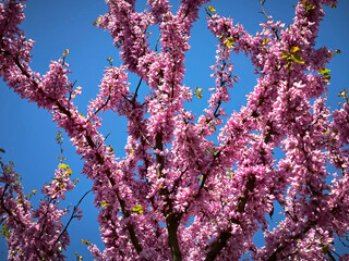 blooming pink judas tree in spring