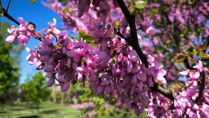 blooming pink judas tree in spring