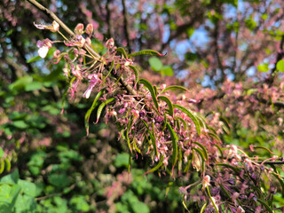 blooming pink judas tree in spring