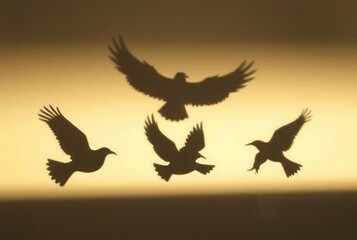 Obraz premium _ - Bird-shaped shadows that soar and dive, appearing and disapp