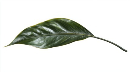 Obraz premium Stunning Green Leaf, Nature's Exquisite Detail
