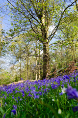 Woodland in Spring with bluebells selective focus and trees with green leaves