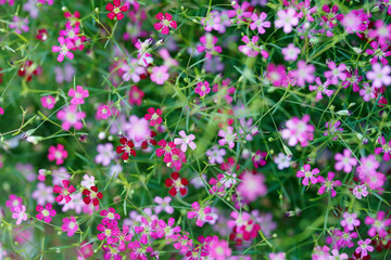 Vibrant Blooming Wildflowers in a Full Color Palette of Pink and Red, Capturing the Beauty of Nature with Delicate Petals and Lush Greenery for an Enchanting Scene