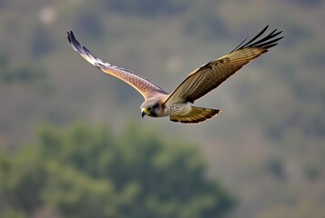 Obraz premium A majestic falcon's dive a precise and deadly attack