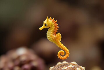 Cute Seahorse A small seahorse with a curly tail