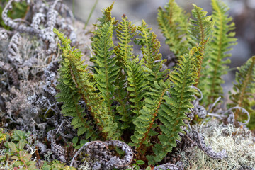 Flora of Chukotka: a close up of Dryopteris fragrans, commonly known as the fragrant woodfern, a...