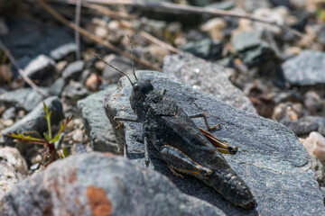 Bayern Speckled grasshopper, European Rose-winged Grasshopper (Bryodema tuberculata, Bryodemella tuberculata) sitting on a stone