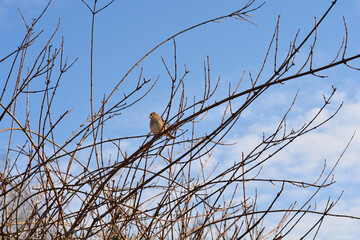 A sparrow resting on a leafless branch against the backdrop of a blue sky