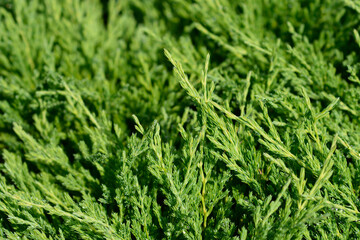 Creeping juniper Andorra Compact branches