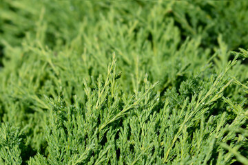 Creeping juniper Andorra Compact branches