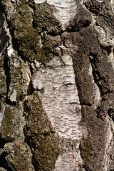 Common birch bark detail