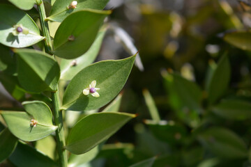 Spiny butchers broom small fower