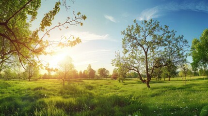 Fototapeta premium Sunlit Meadow with Trees