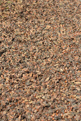 A ground covered in freshly harvested hazelnuts