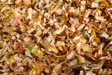 Ground covered with a layer of dry leaves in warm autumn tones