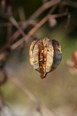 Henrys lily seed pod