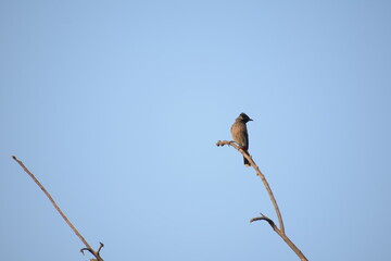 Indian Red-vented Bulbul is Sunbathing