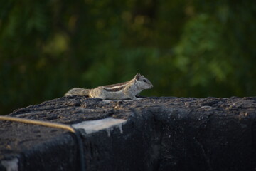 Beautiful Indian Squirrel is playing in green
