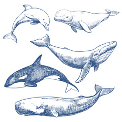 Marine mammals set. Hand drawn sketch vector illustration of whales and dolphin. Sperm whale, humpback whale, dolphin, beluga, orca. Monochrome ink drawing, imitation of engraving.
