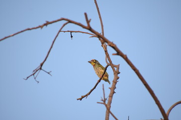 Beautiful Indian Coppersmith Barbet Soaking Sun