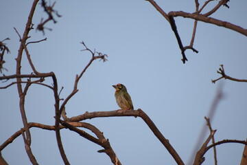 Beautiful Indian Coppersmith Barbet Soaking Sun