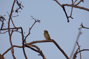 Beautiful Indian Coppersmith Barbet Soaking Sun