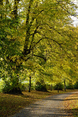 Fototapeta premium A pathway between some beautiful tall trees with autumn