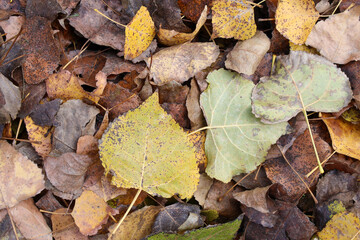 Detailed close-up of fallen autumn leaves in various shades of yellow, brown, and green, creating a textured natural pattern.