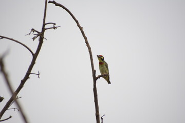 Beautiful Indian Coppersmith Barbet Soaking Sun