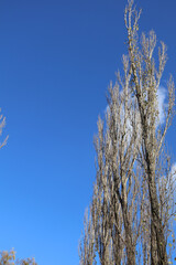Minimalistic view of tall bare trees extending into a vivid blue sky, showcasing natural simplicity and open space.