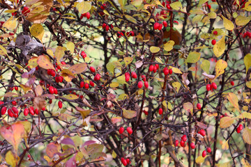 Close-up of a vibrant autumn shrub featuring bright red berries and yellow leaves, captured in natural light.