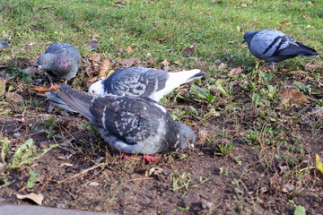 Close-up of a group of pigeons pecking at the ground in a grassy park area during autumn.