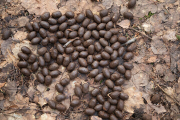 Boar droppings. Wild animal droppings. Boar tracks in the forest.